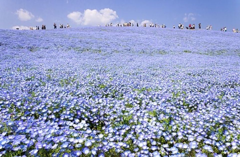 国営ひたち海浜公園の別アングルを確認できる実写写真 2