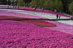 羊山公園の別アングルを確認できる実写写真 2