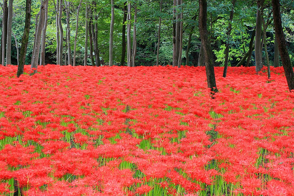 巾着田曼珠沙華公園の別アングルを確認できる実写写真 1