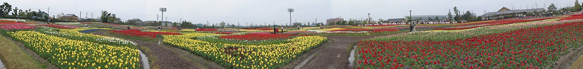 なばなの里に広がる色とりどりのチューリップ畑を写した実写写真