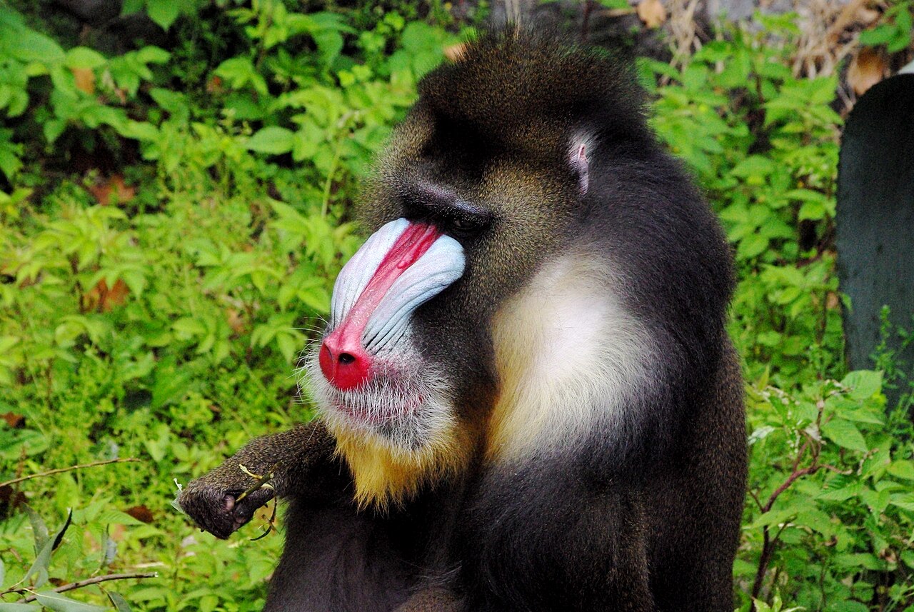 高知県立のいち動物公園の別アングルを確認できる実写写真 1