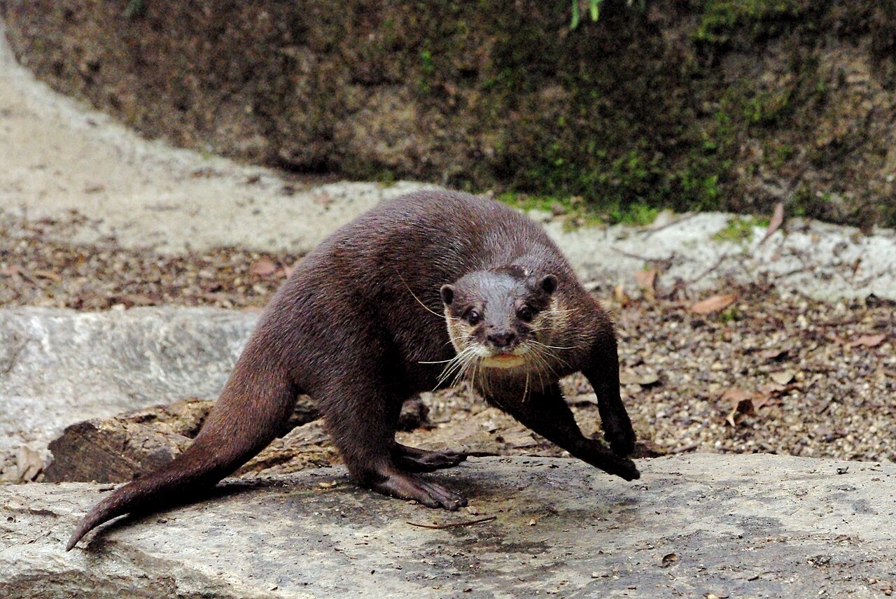 高知県立のいち動物公園の別アングルを確認できる実写写真 2