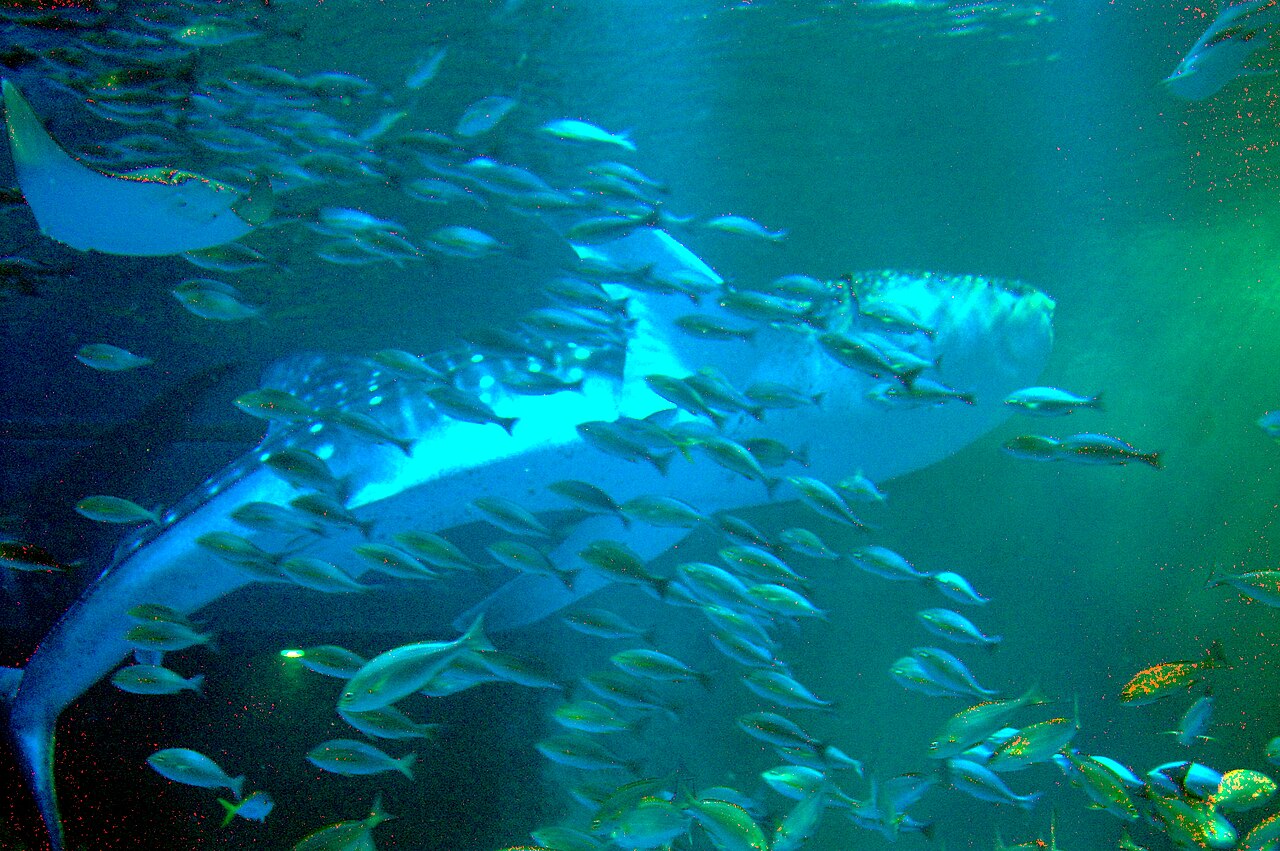 のとじま水族館の別アングルを確認できる実写写真 1