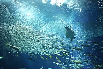アクアワールド茨城県大洗水族館の別アングルを確認できる実写写真 1