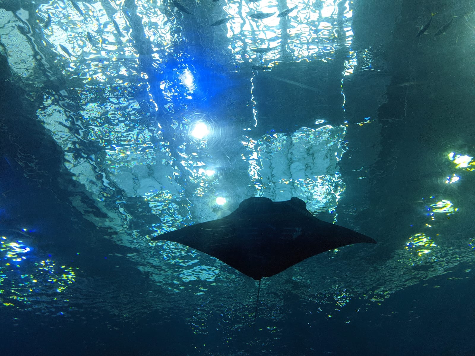 沖縄美ら海水族館の別アングルを確認できる実写写真 1
