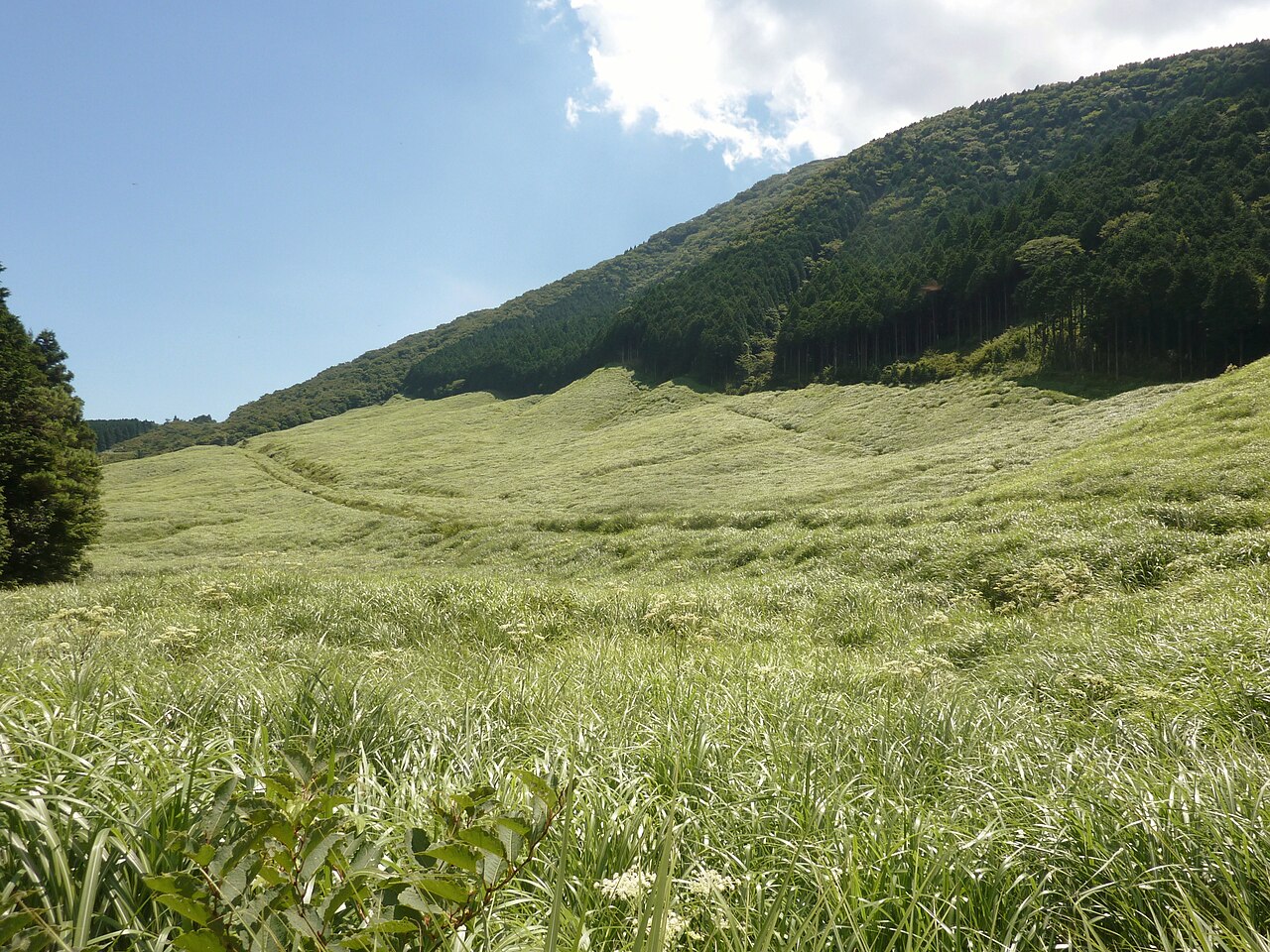 仙石原すすき草原の別アングルを確認できる実写写真 1