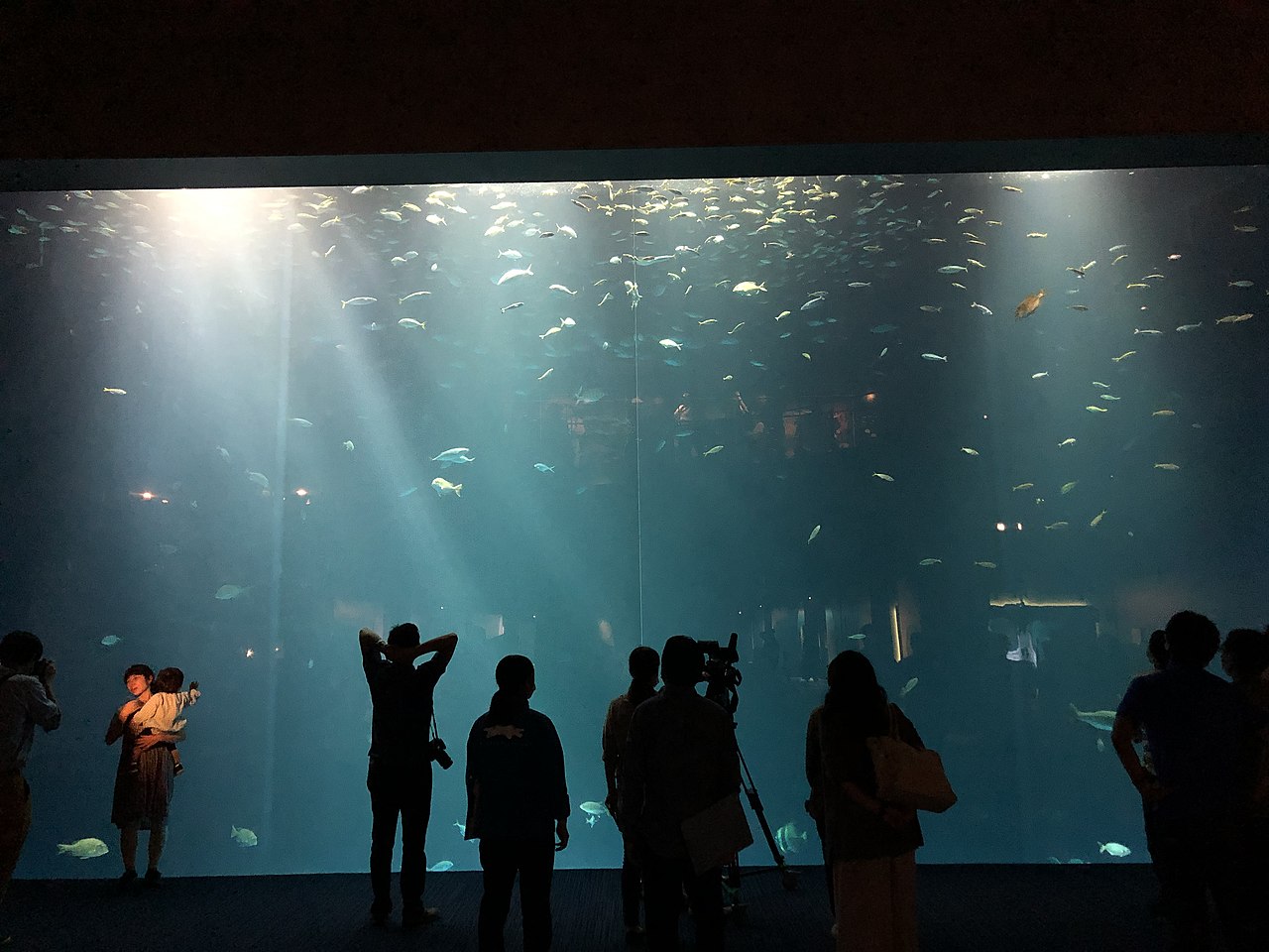 四国水族館の別アングルを確認できる実写写真 1