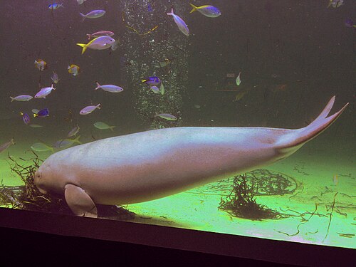 鳥羽水族館の別アングルを確認できる実写写真 2