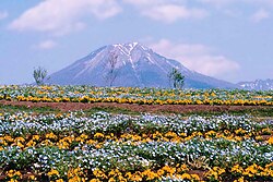 とっとり花回廊の別アングルを確認できる実写写真 1