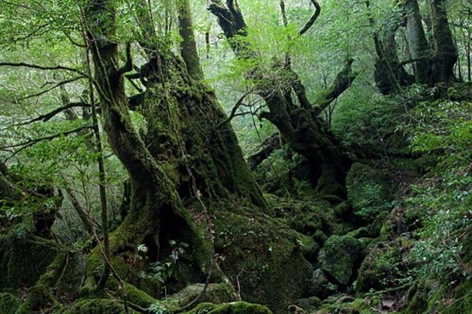 屋久島 白谷雲水峡の別アングルを確認できる実写写真 2