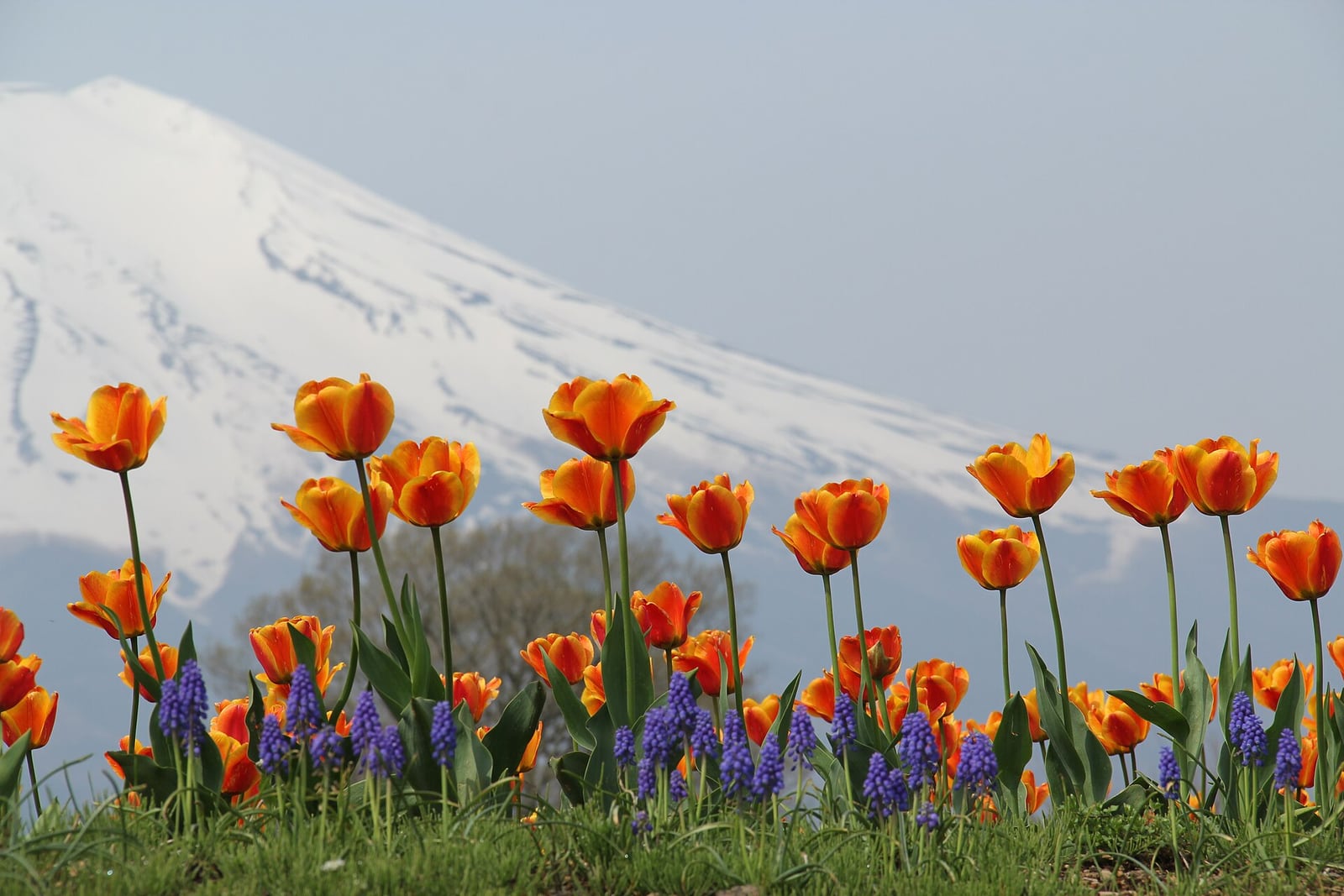 山中湖 花の都公園の別アングルを確認できる実写写真 1