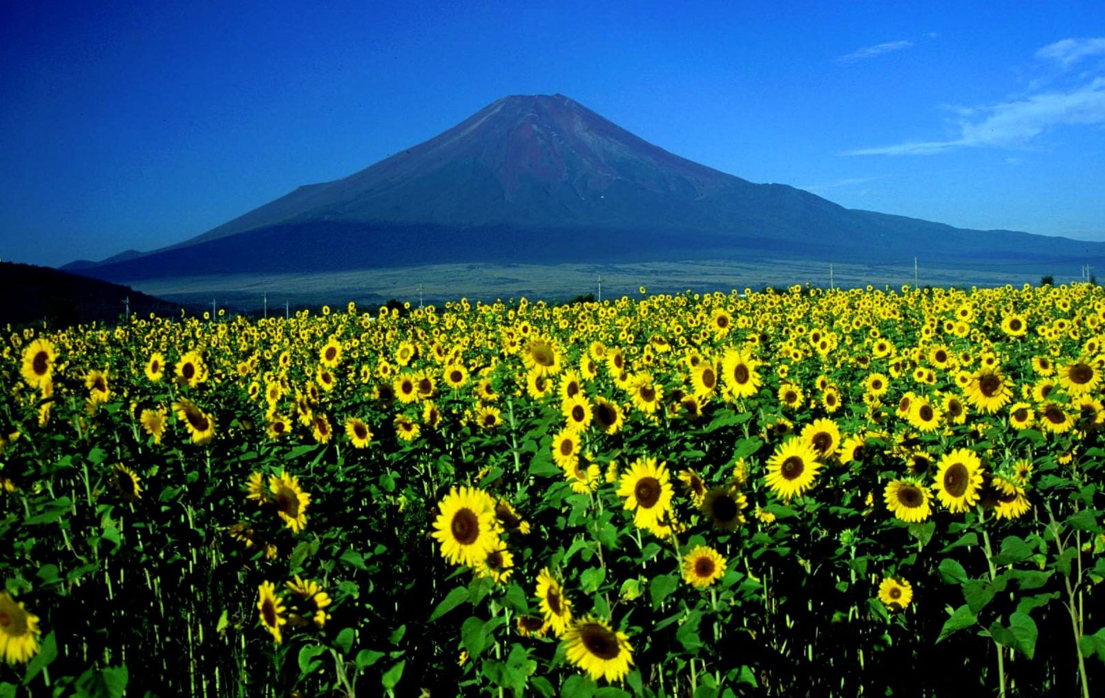 山中湖 花の都公園の別アングルを確認できる実写写真 2