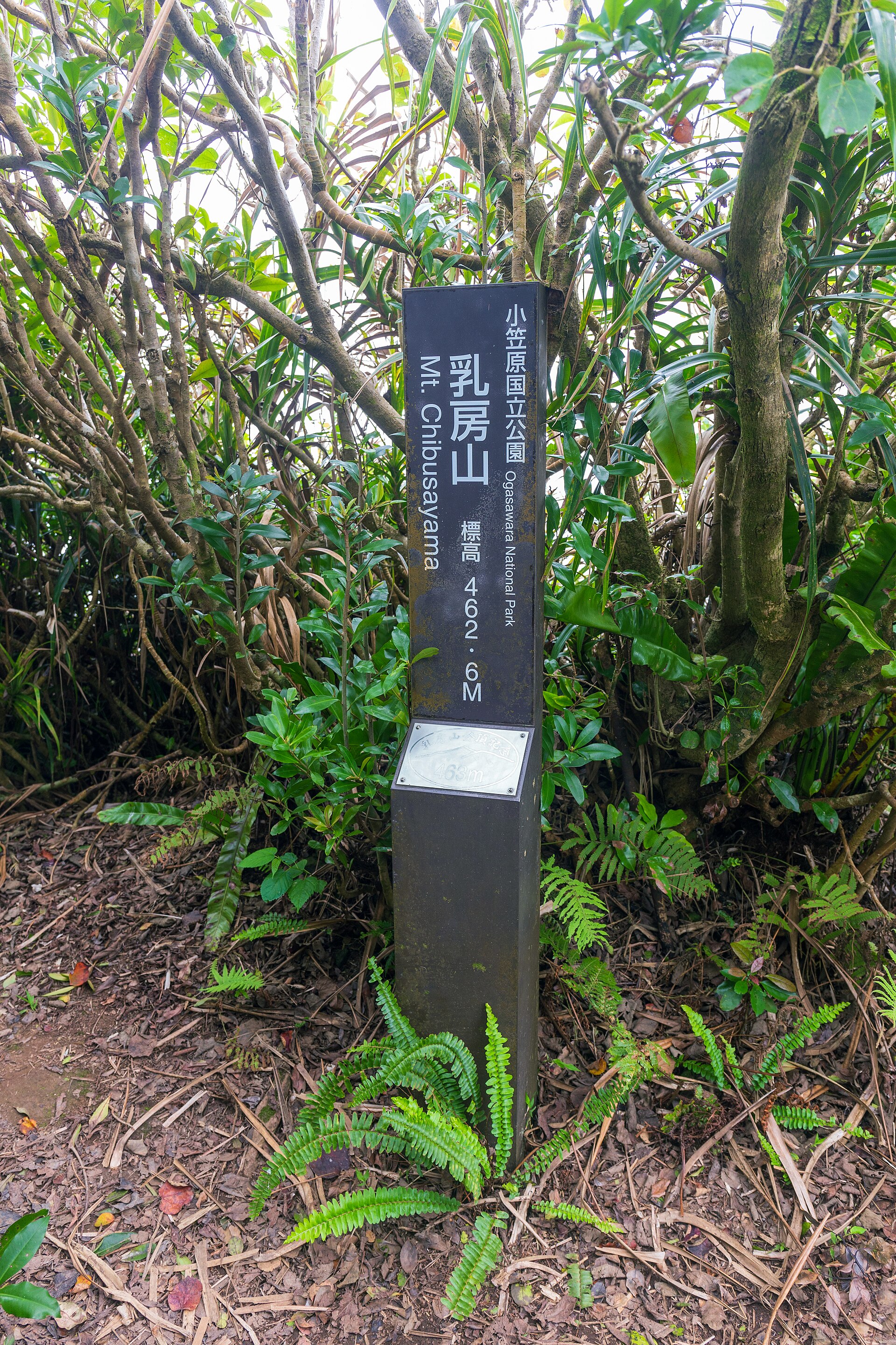 母島・乳房山の山頂標識と周囲の湿潤な森林を写した実写写真