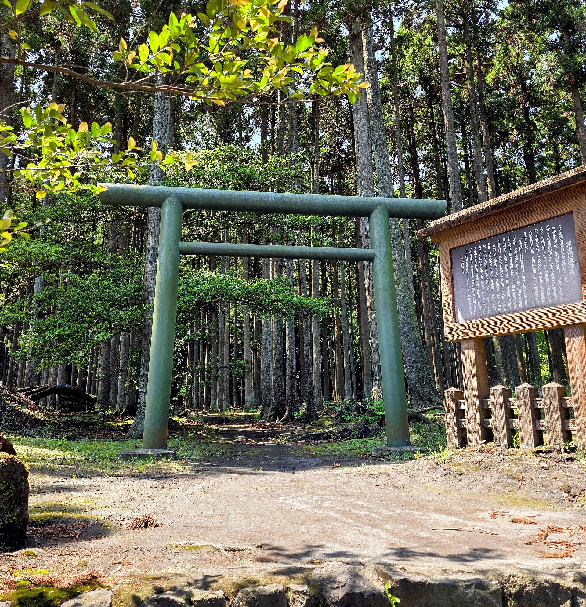 伊豆大島・波治加麻神社の鳥居と杉木立を写した実写写真