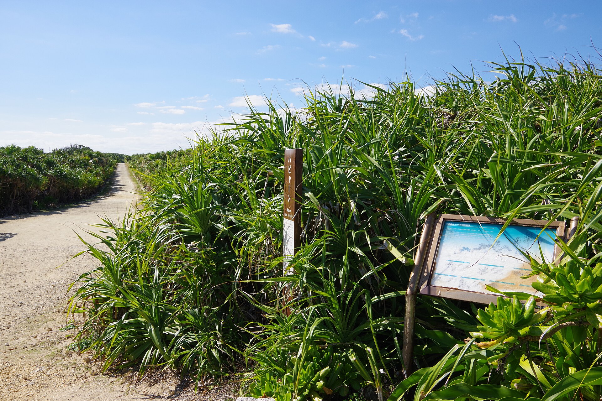 久高島 カベール岬の実写写真。訪問前のイメージ確認用。