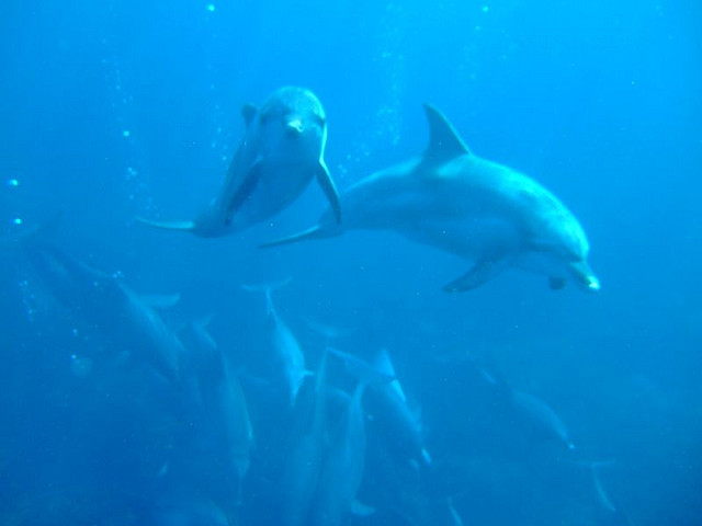 御蔵島 イルカウォッチングの実写写真。訪問前のイメージ確認用。