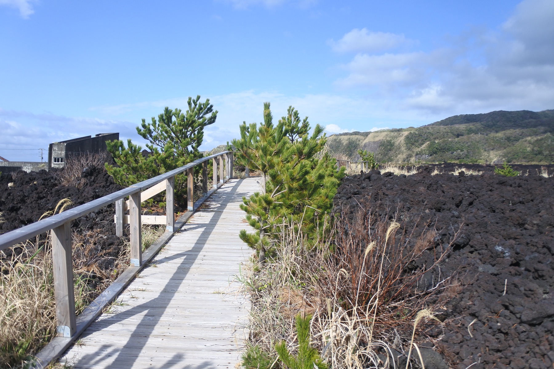 三宅島 火山体験遊歩道を写した実写写真。訪問前のイメージ確認用。