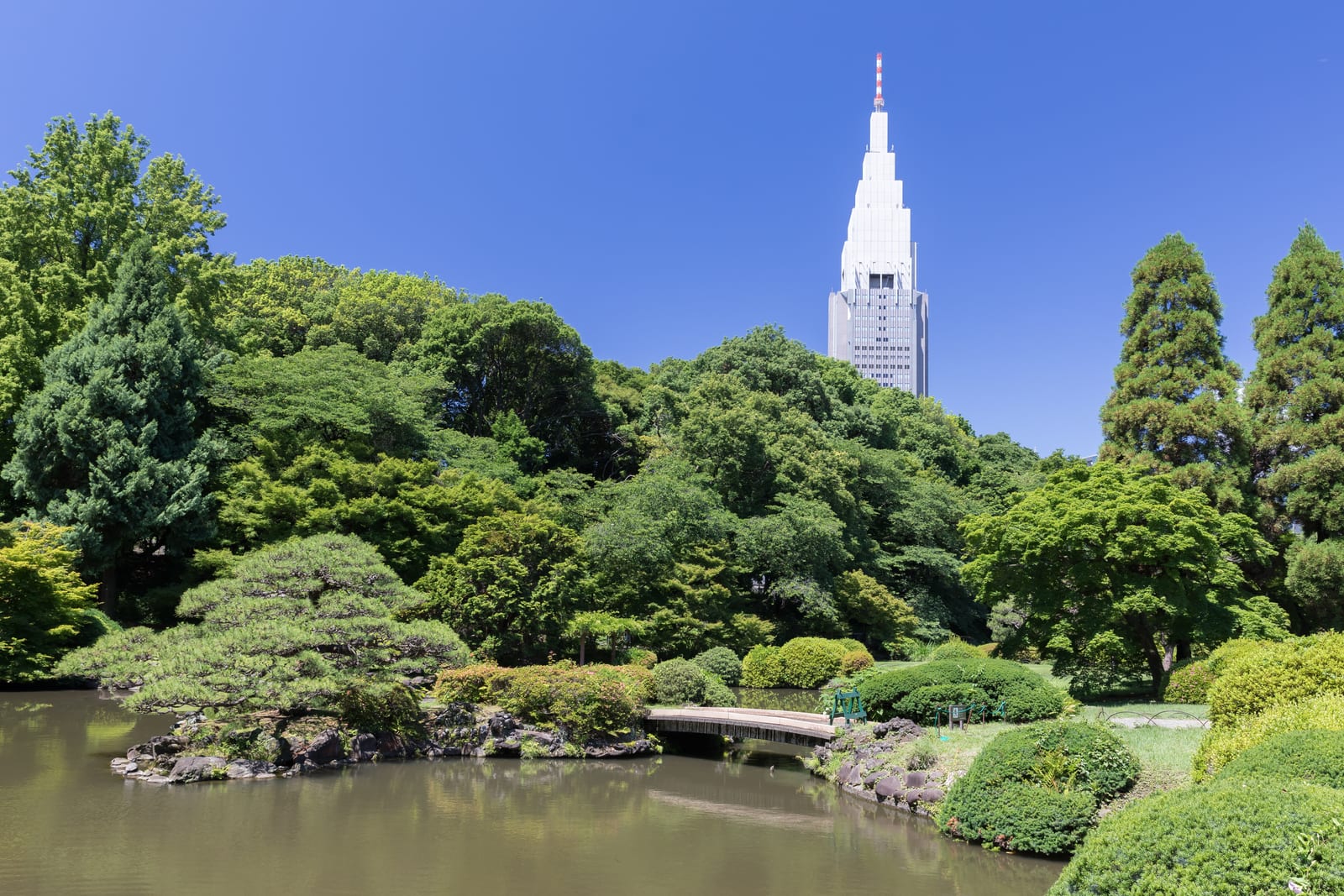 新宿御苑の池と木橋を写した実写写真。訪問前のイメージ確認用。