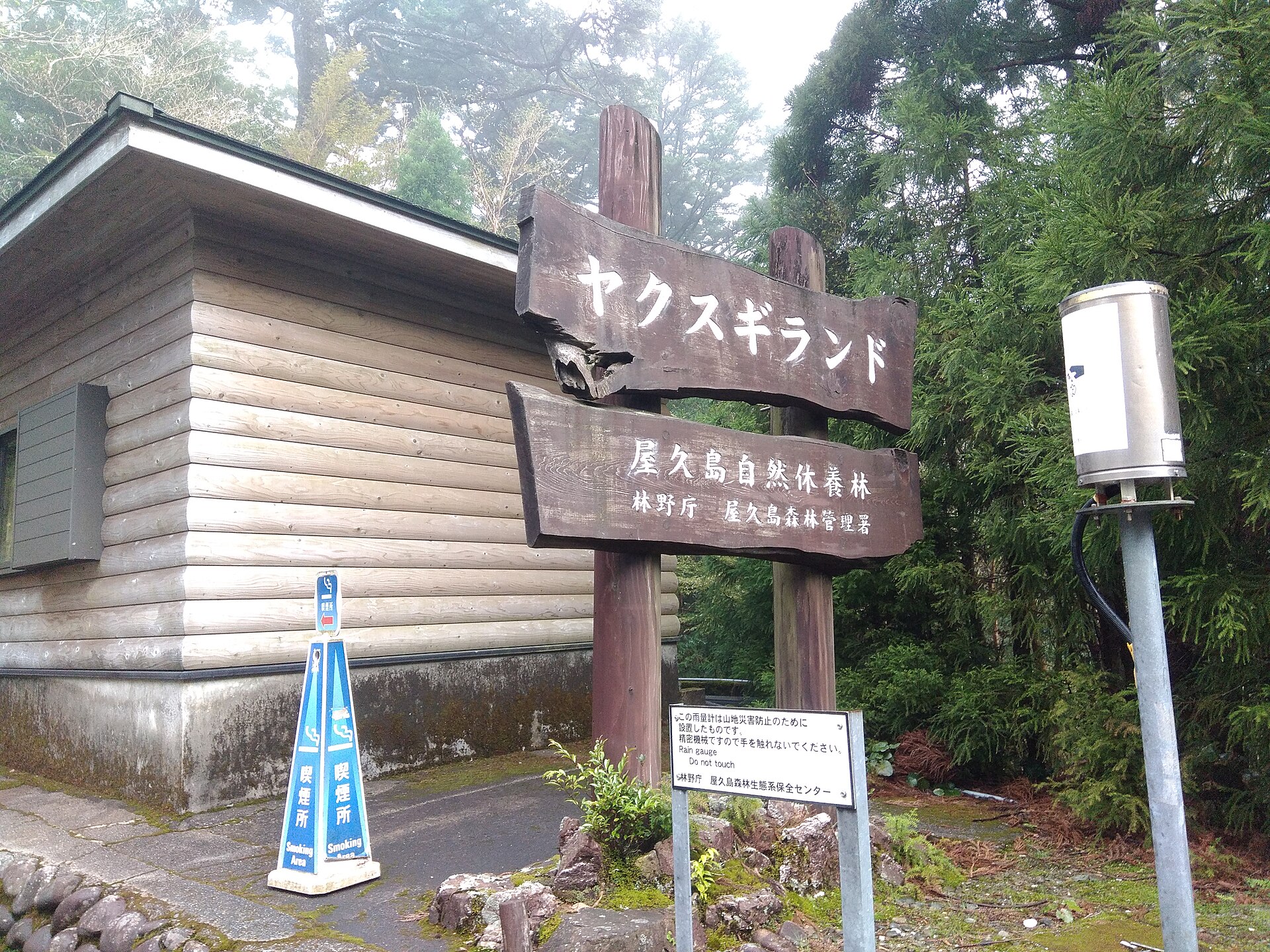 ヤクスギランドの実写写真。訪問前のイメージ確認用。
